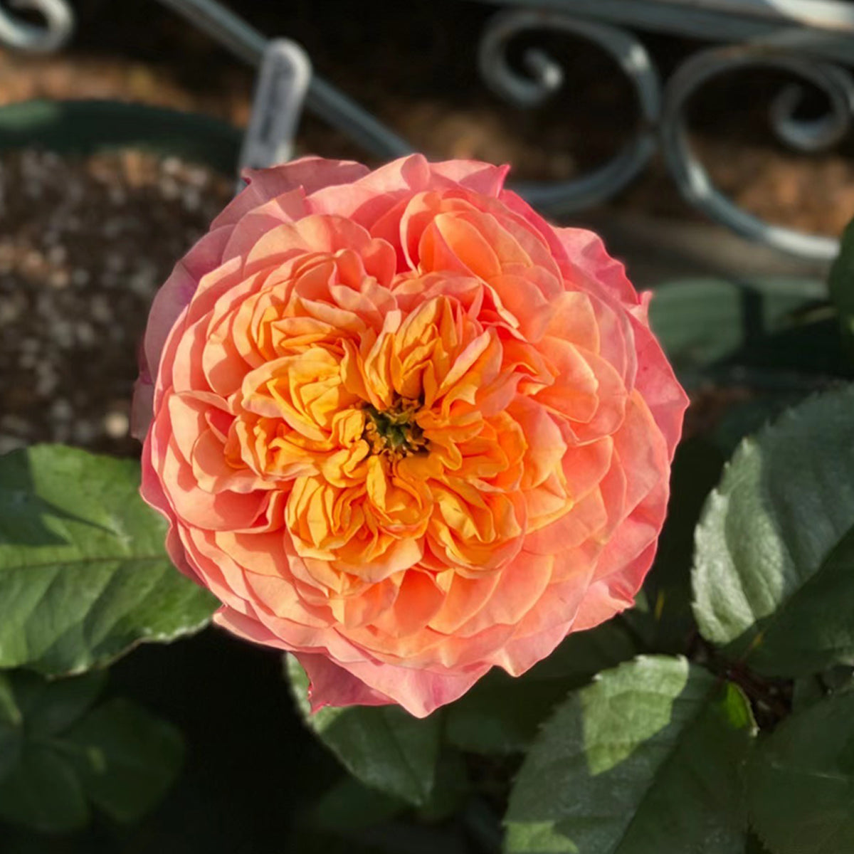 Dutch Florist Shrub Rose Inspired by Kensington Gardens