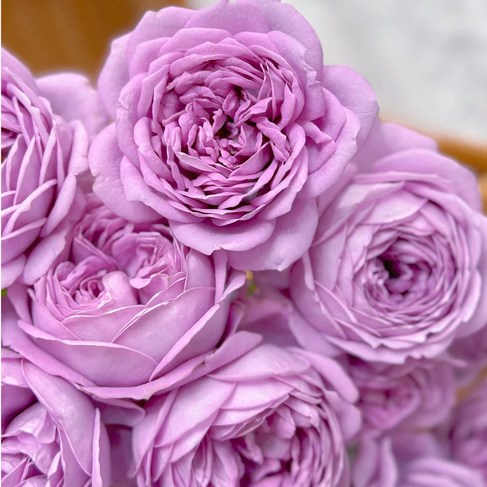 Kinda Blue German Florist Shrub Rose