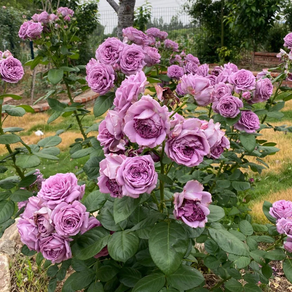 Kinda Blue German Florist Shrub Rose