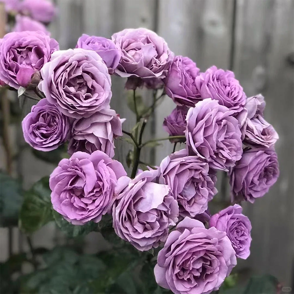 Kinda Blue German Florist Shrub Rose
