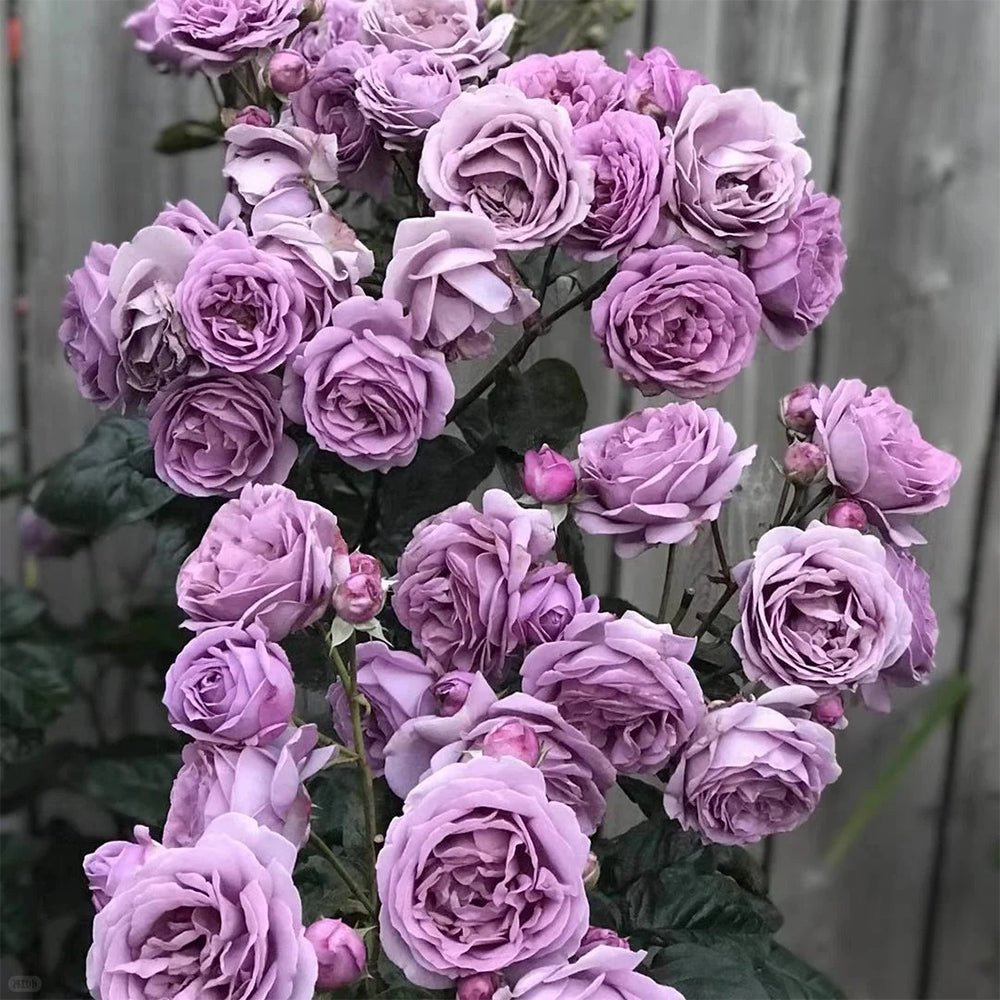 Kinda Blue German Florist Shrub Rose