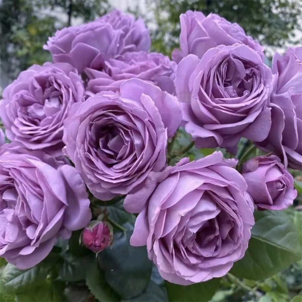 Kinda Blue German Florist Shrub Rose