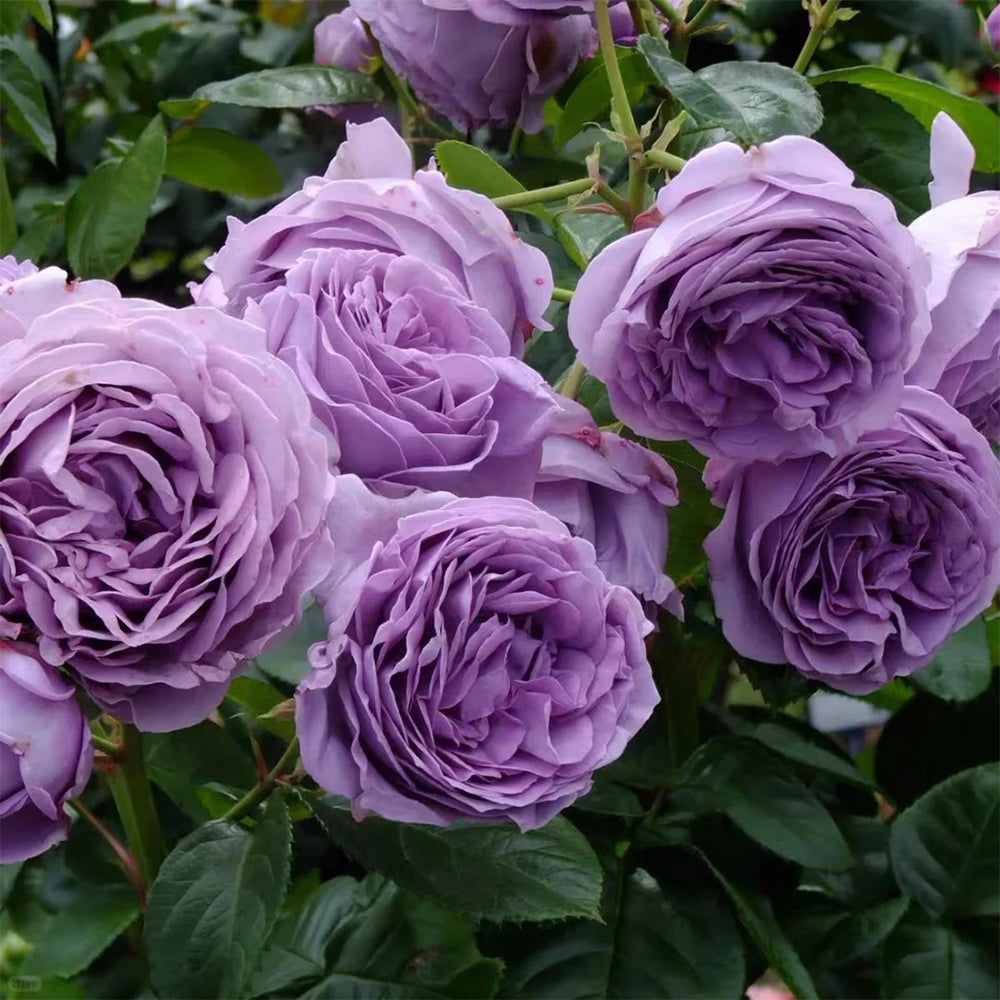 Kinda Blue German Florist Shrub Rose