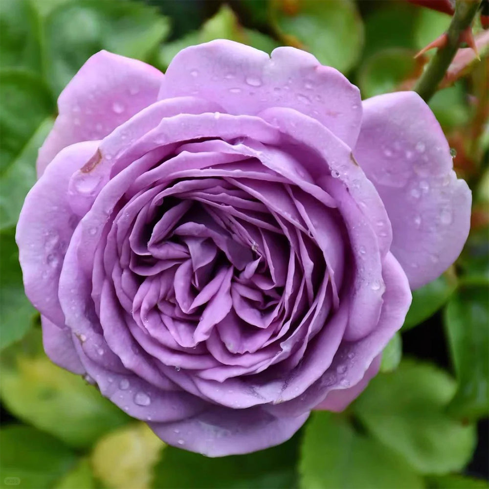 Kinda Blue German Florist Shrub Rose