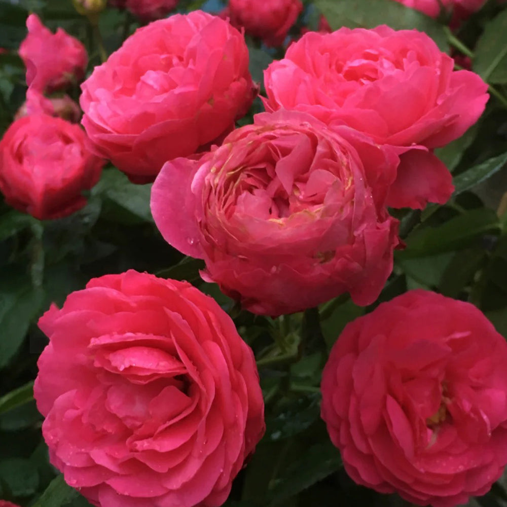 King George I French Florist Shrub Rose