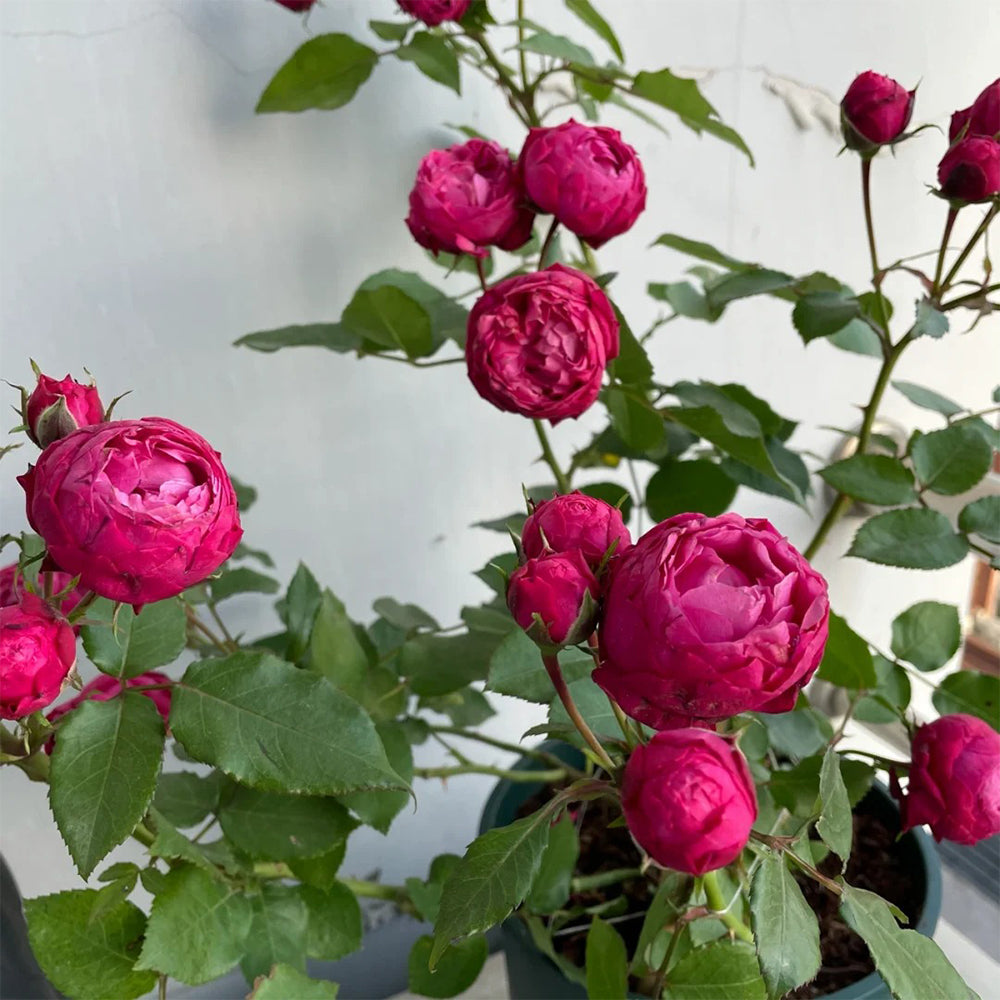 King George I French Florist Shrub Rose