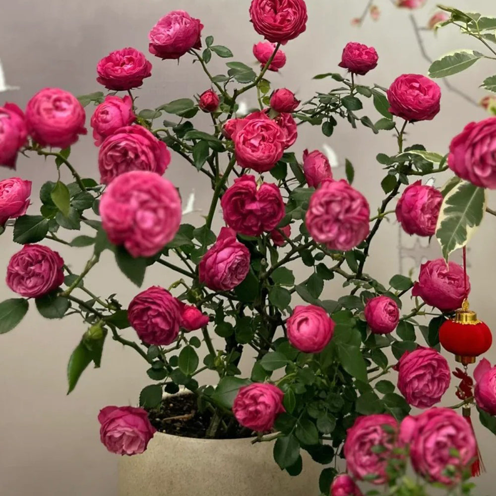 King George I French Florist Shrub Rose