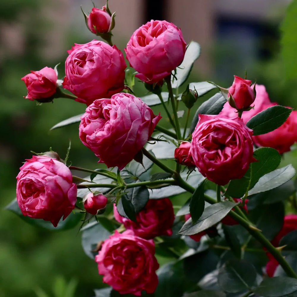 King George I French Florist Shrub Rose