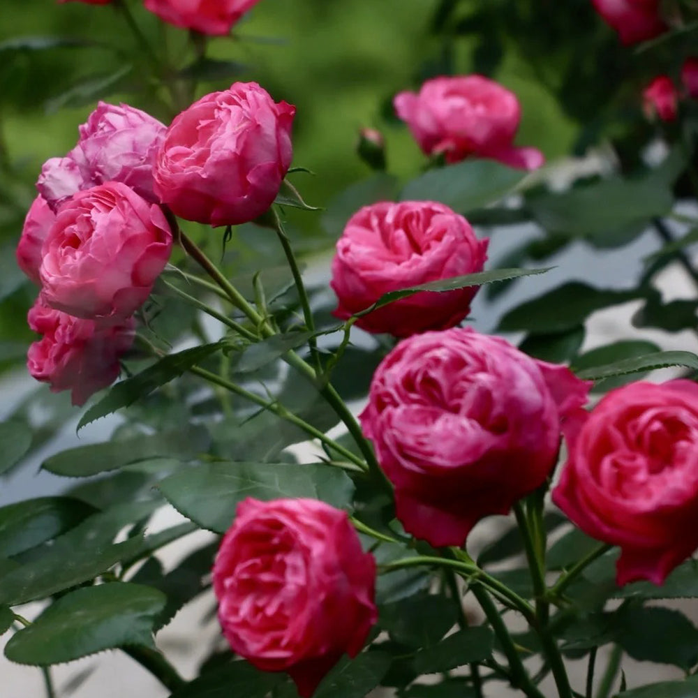King George I French Florist Shrub Rose