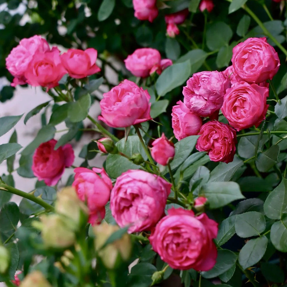 King George I French Florist Shrub Rose