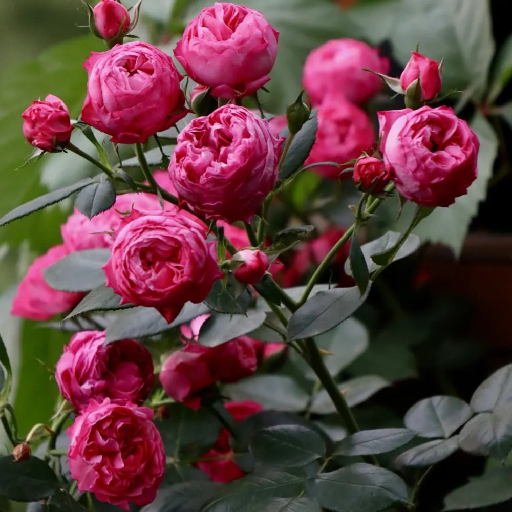 King George I French Florist Shrub Rose