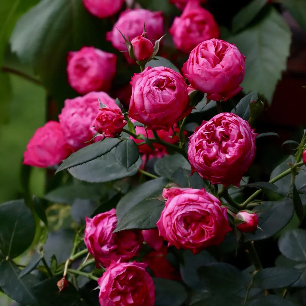 King George I French Florist Shrub Rose