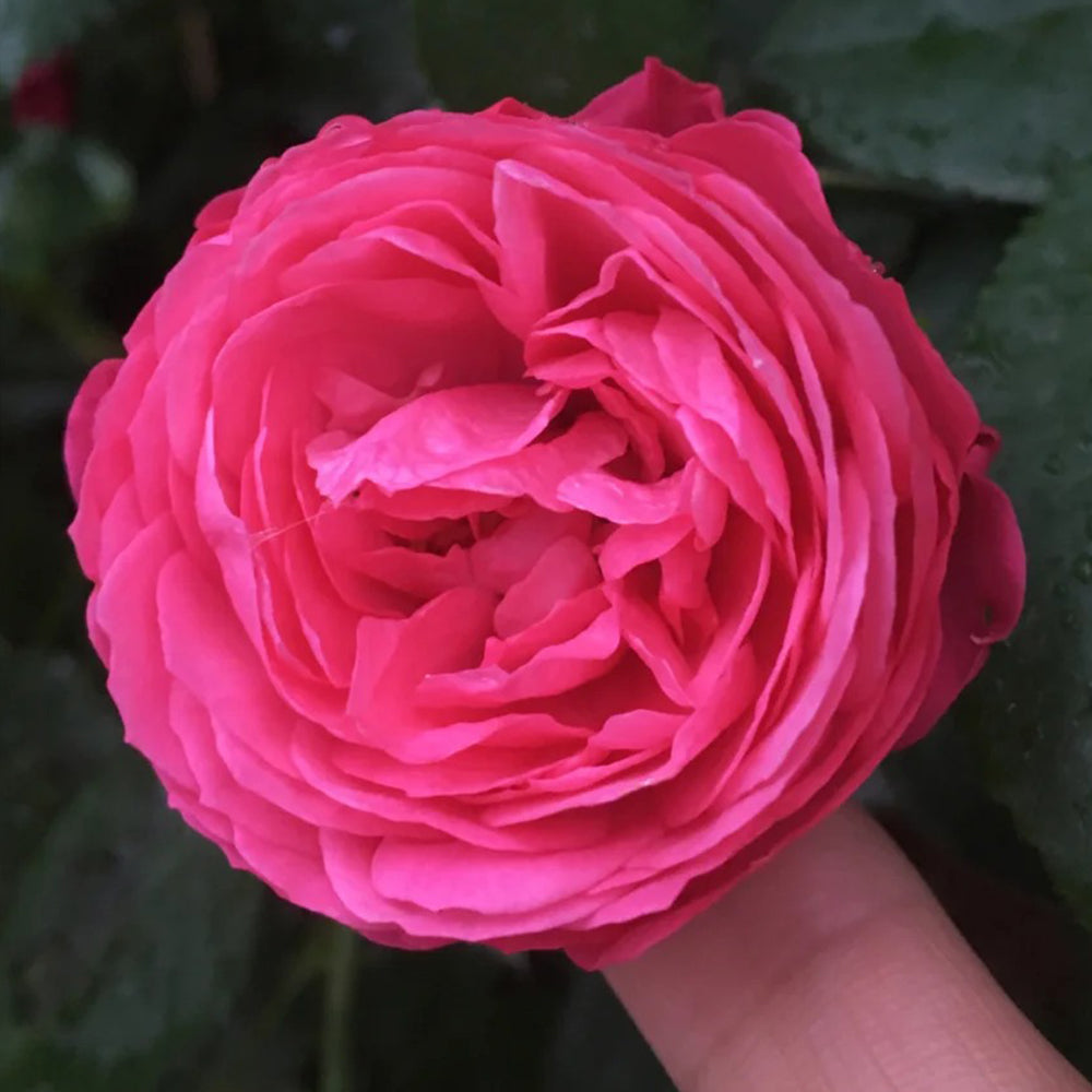 King George I French Florist Shrub Rose