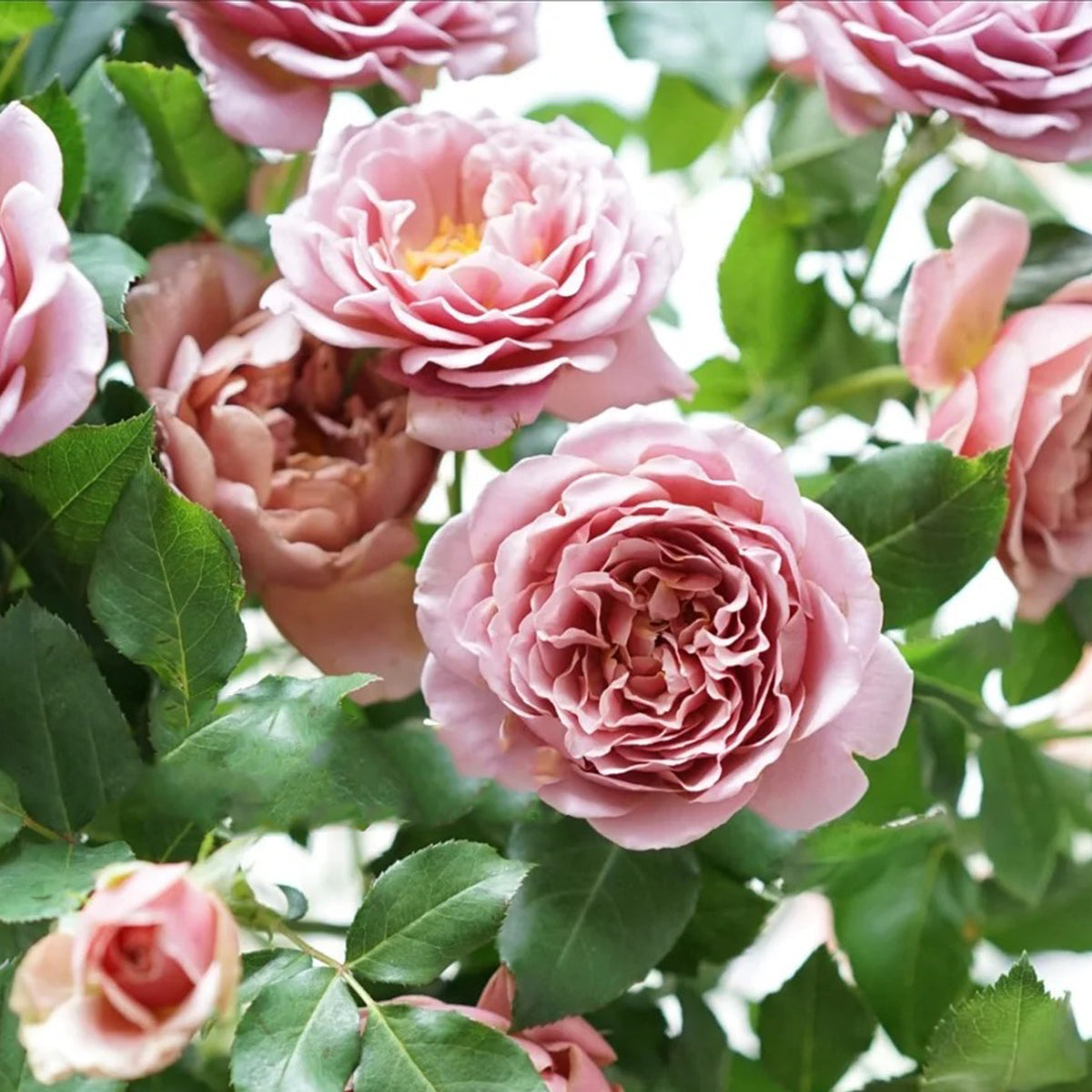 US Florist Shrub Rose Inspired by Koko Loko