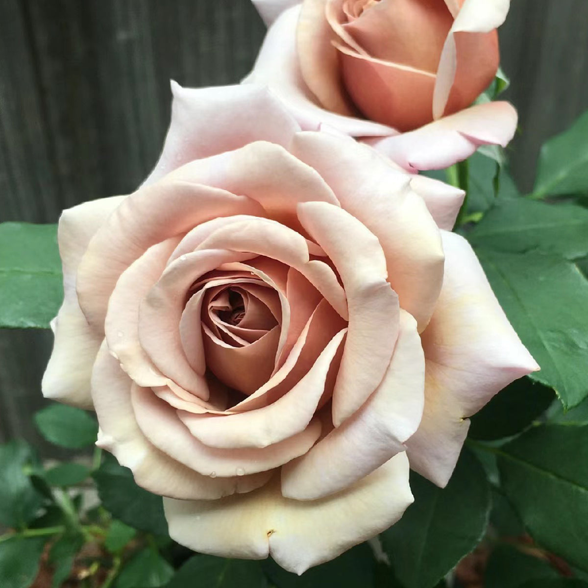 US Florist Shrub Rose Inspired by Koko Loko