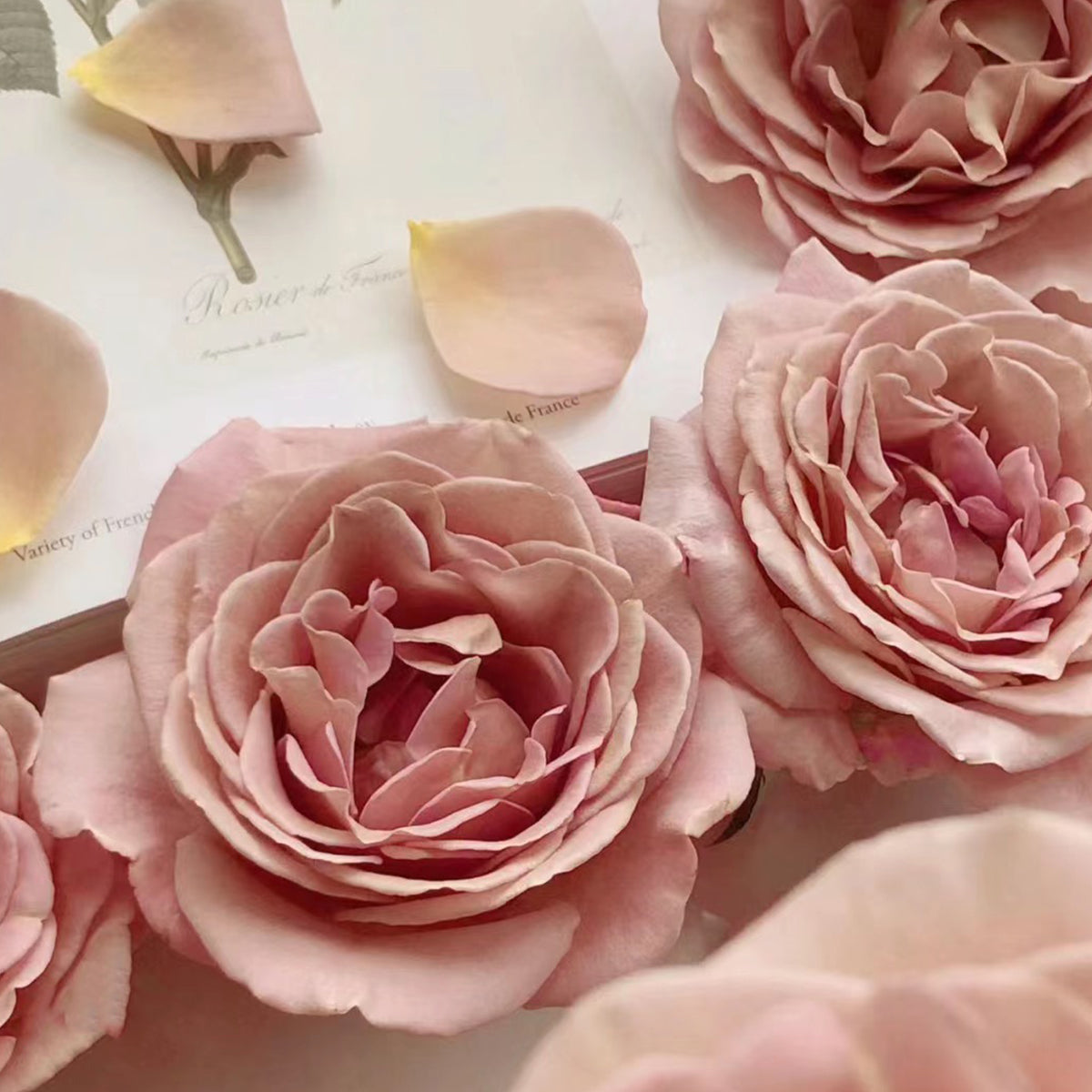 US Florist Shrub Rose Inspired by Koko Loko