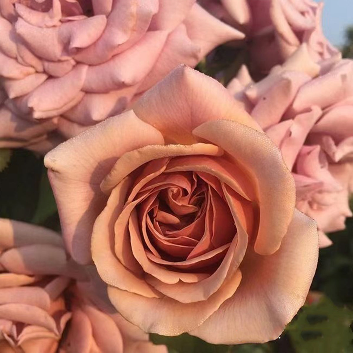 US Florist Shrub Rose Inspired by Koko Loko