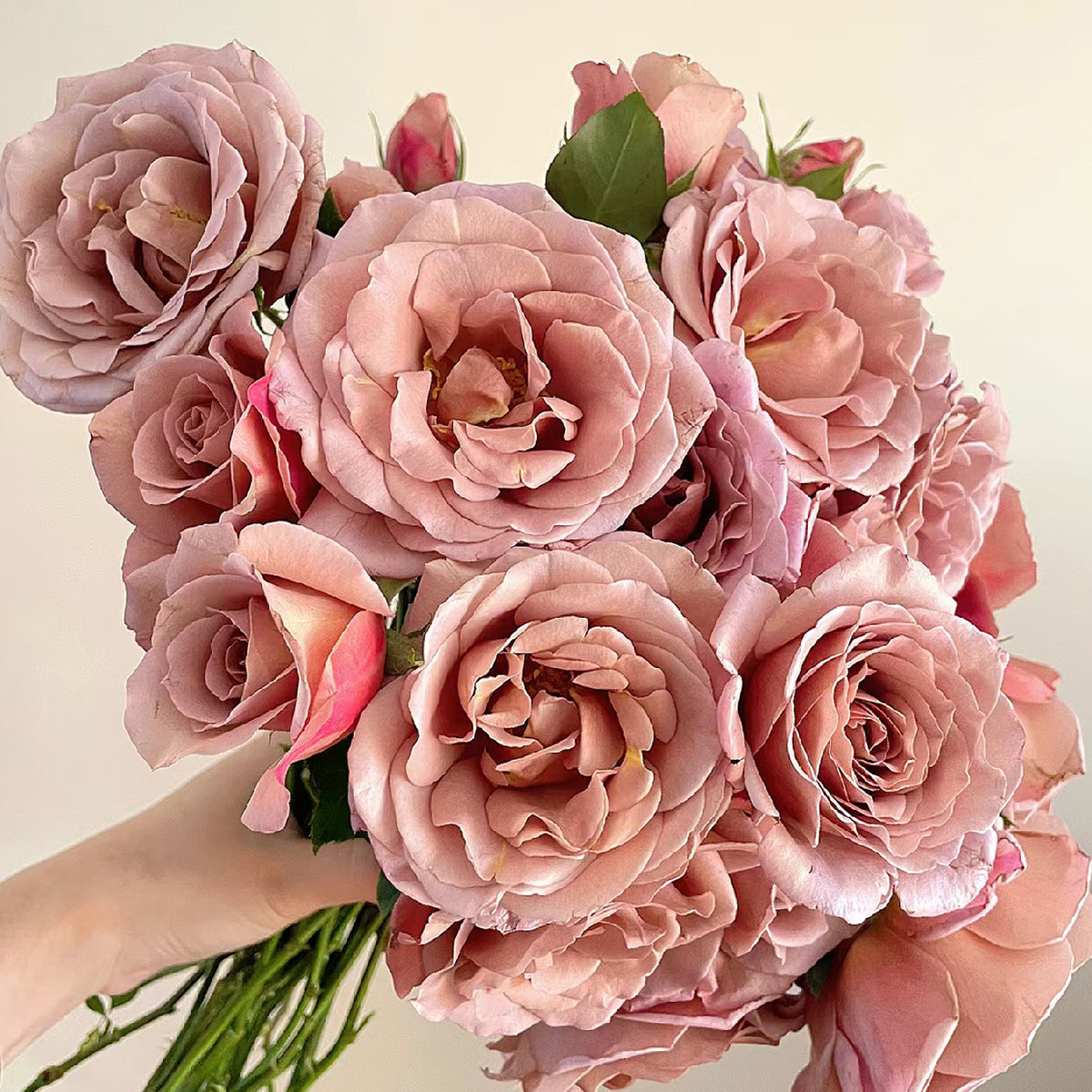 US Florist Shrub Rose Inspired by Koko Loko