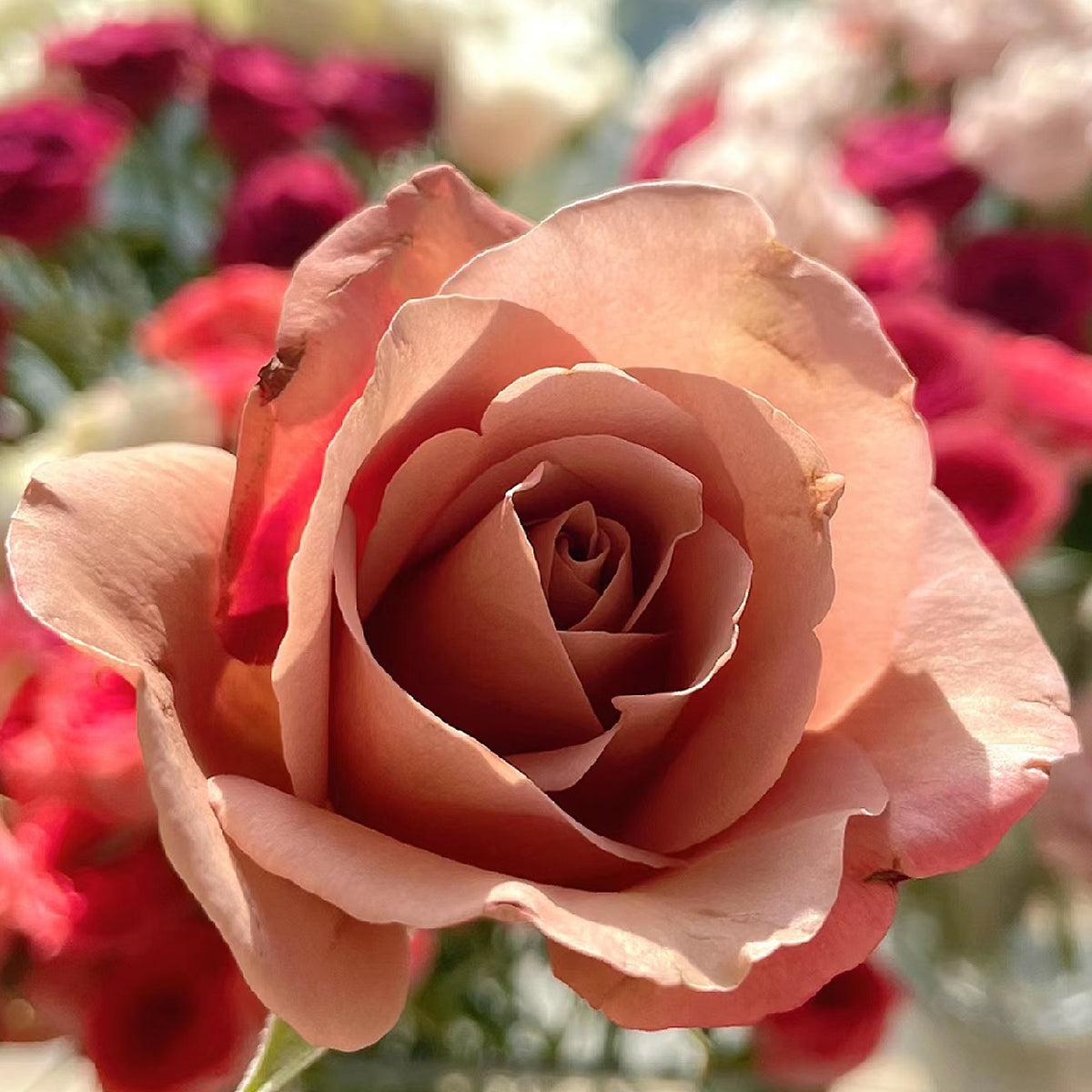US Florist Shrub Rose Inspired by Koko Loko