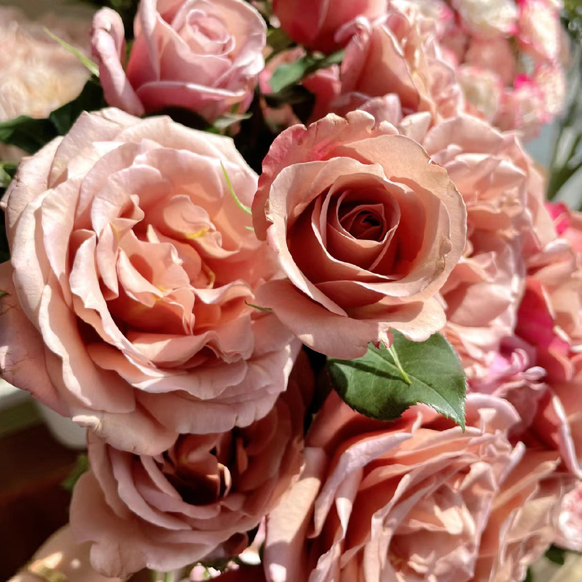 US Florist Shrub Rose Inspired by Koko Loko