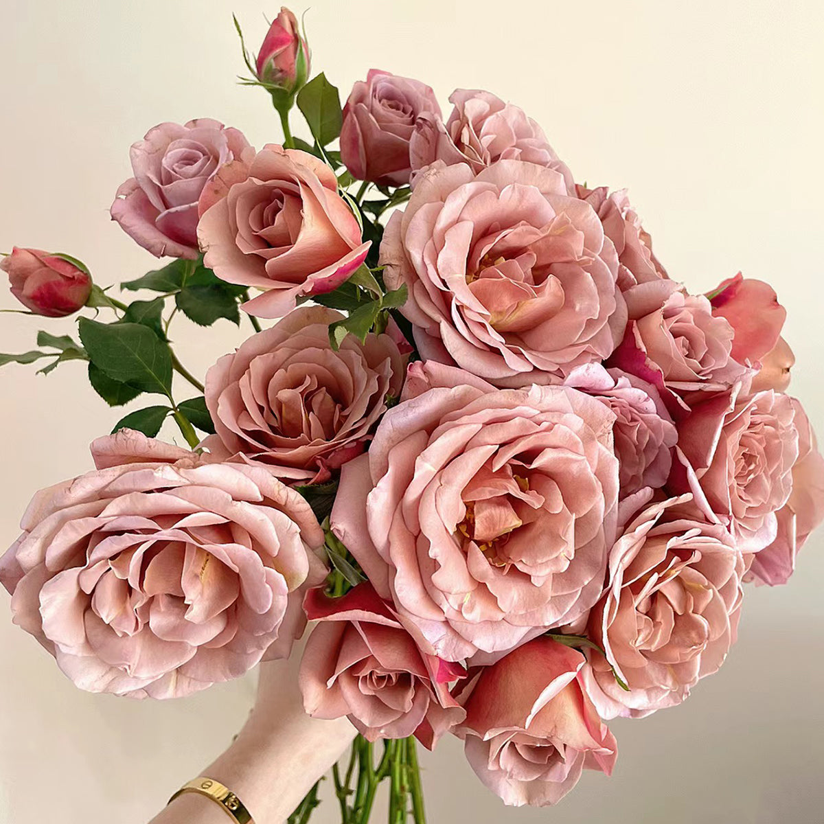 US Florist Shrub Rose Inspired by Koko Loko