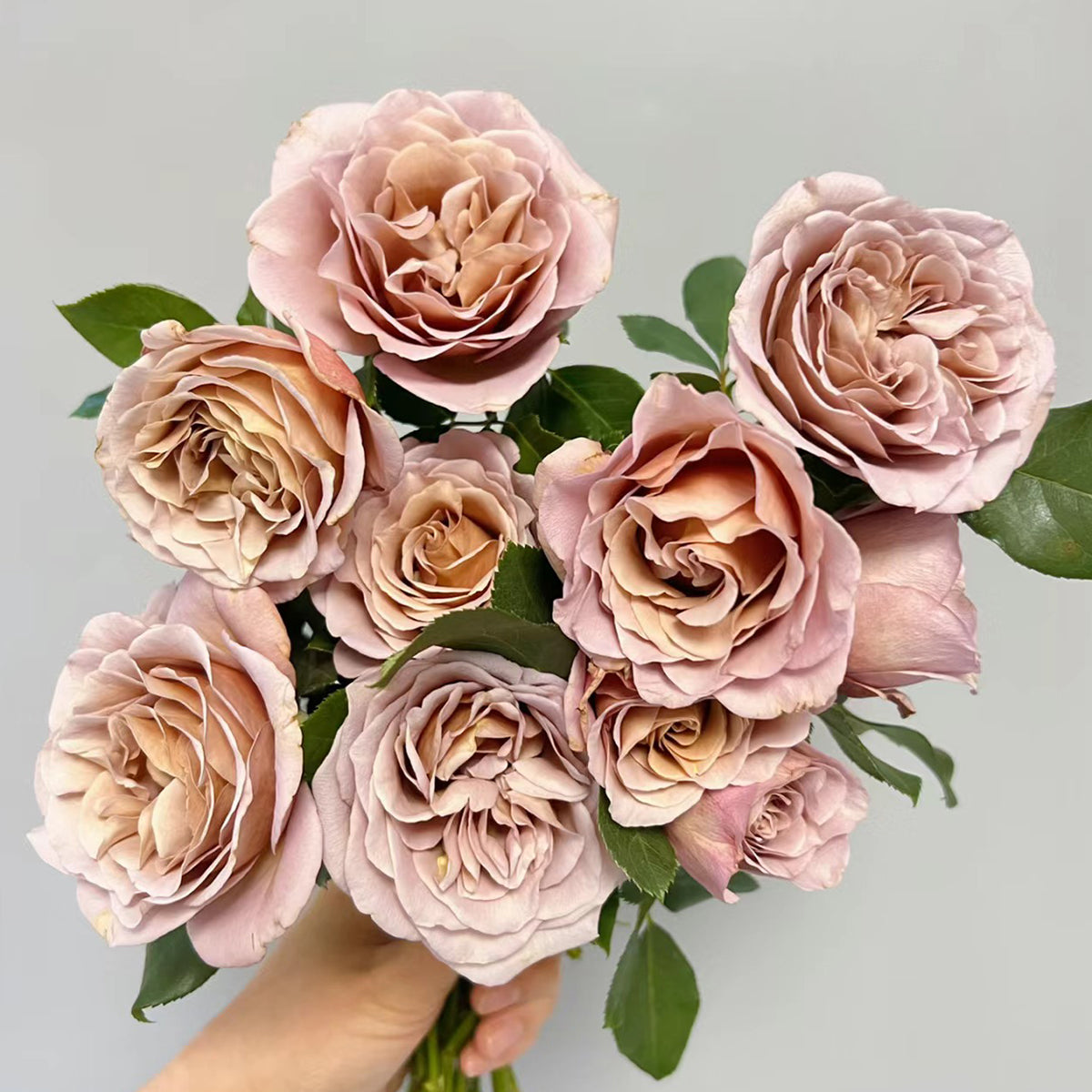 US Florist Shrub Rose Inspired by Koko Loko