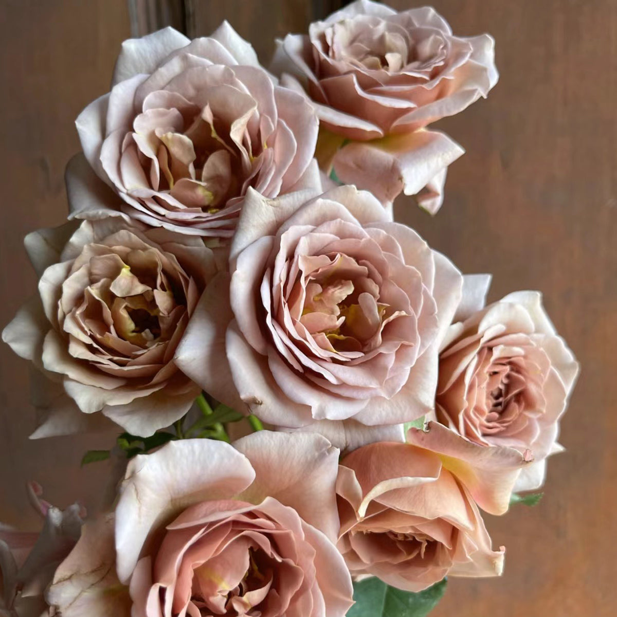 US Florist Shrub Rose Inspired by Koko Loko
