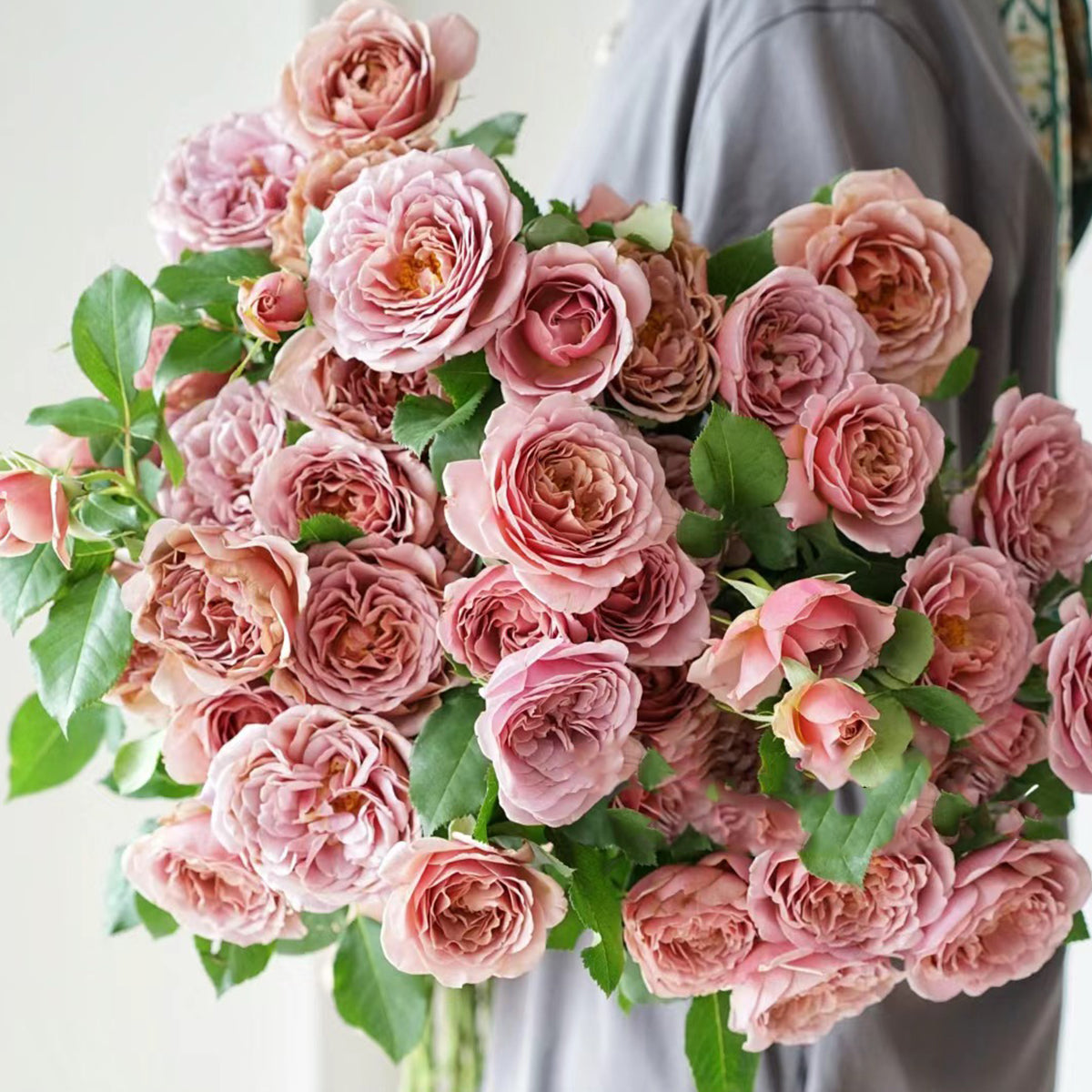 US Florist Shrub Rose Inspired by Koko Loko