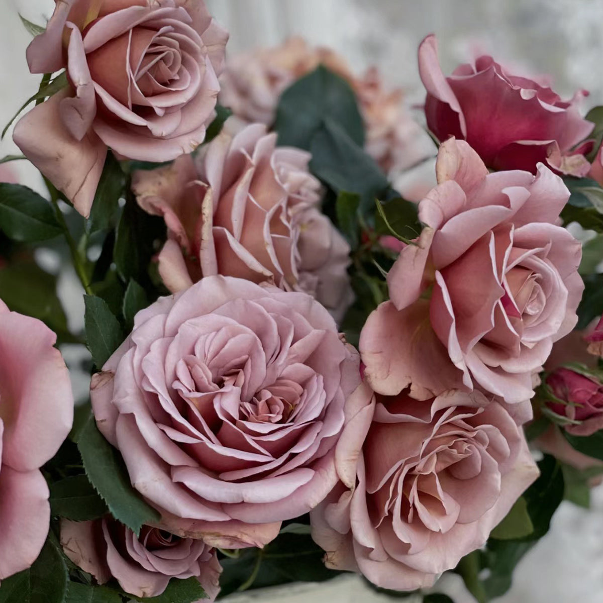 US Florist Shrub Rose Inspired by Koko Loko