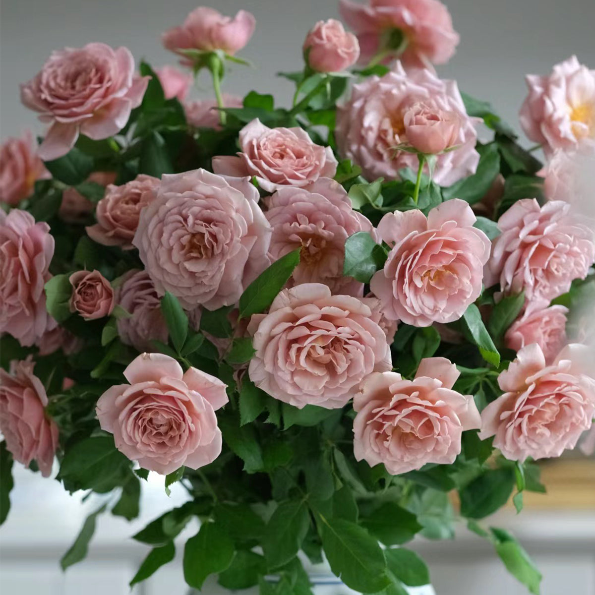 US Florist Shrub Rose Inspired by Koko Loko