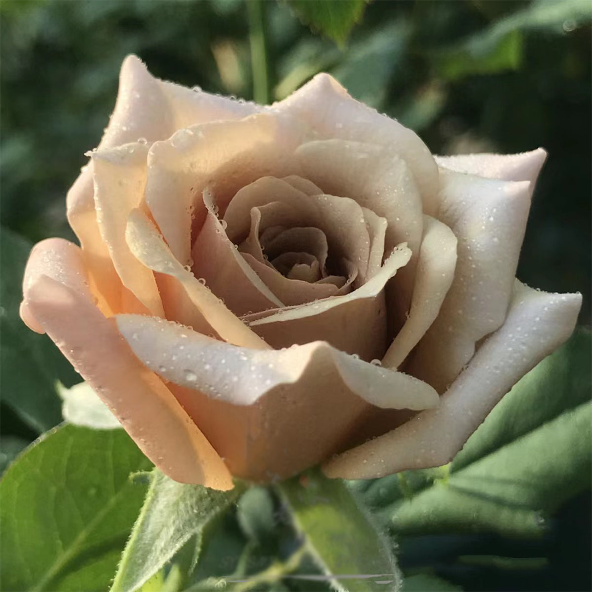 US Florist Shrub Rose Inspired by Koko Loko