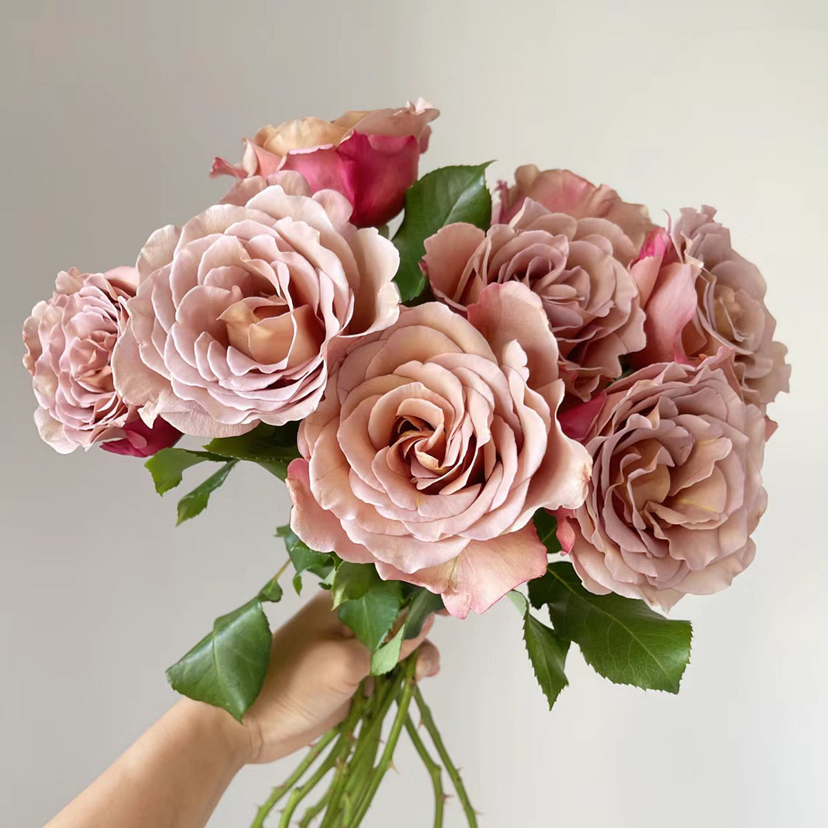 US Florist Shrub Rose Inspired by Koko Loko