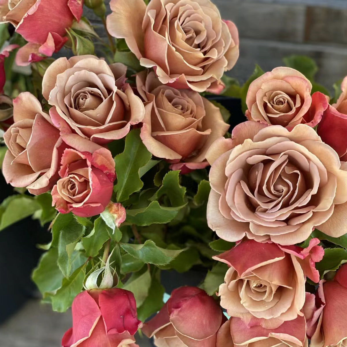 US Florist Shrub Rose Inspired by Koko Loko