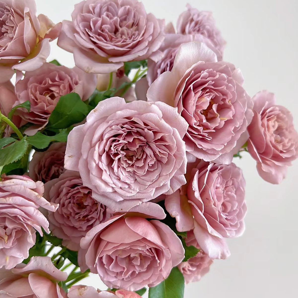 US Florist Shrub Rose Inspired by Koko Loko
