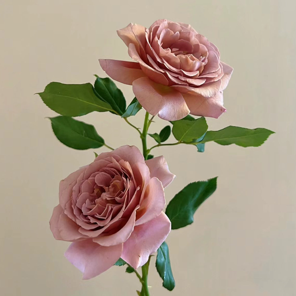 US Florist Shrub Rose Inspired by Koko Loko