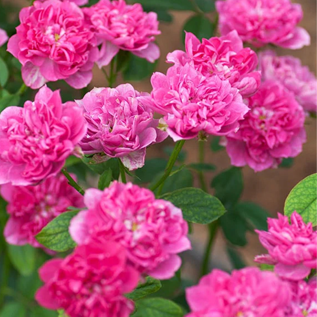 Koyomi Japanese Garden Shrub Rose