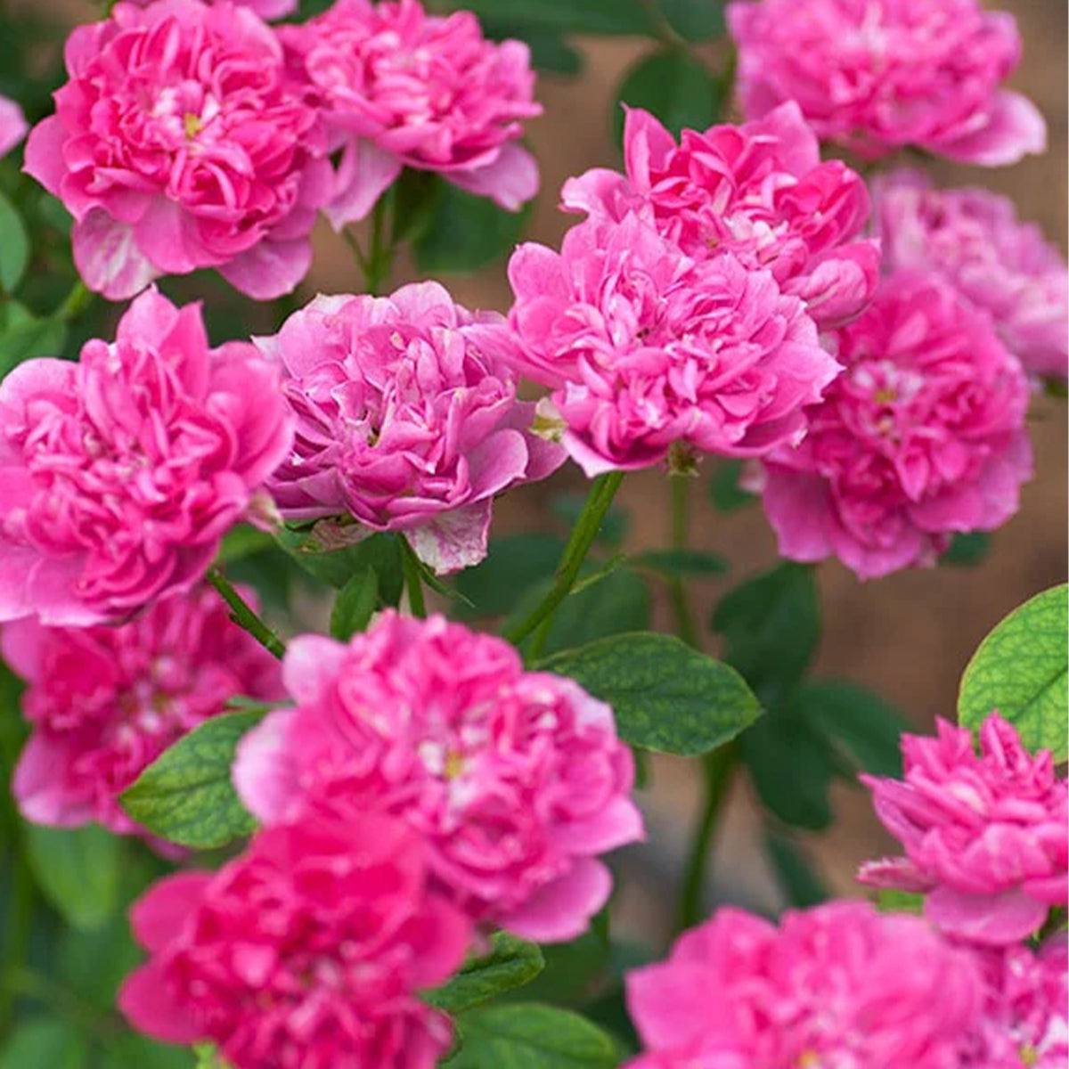 Koyomi Japanese Garden Shrub Rose