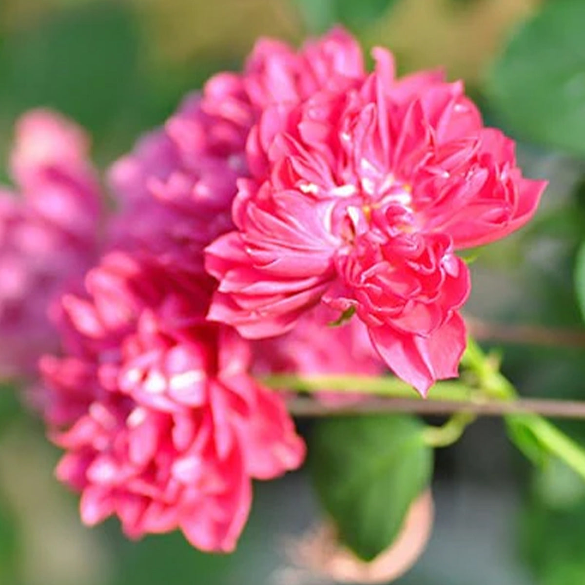 Koyomi Japanese Garden Shrub Rose