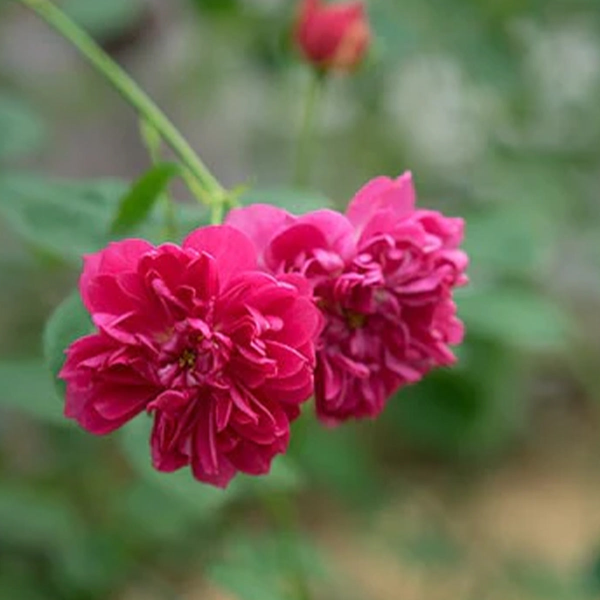 Koyomi Japanese Garden Shrub Rose