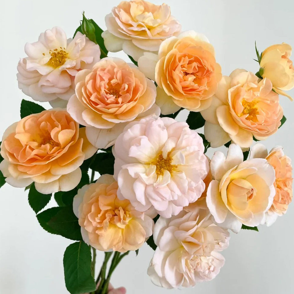 La Belle Peau Japanese Florist Shrub Rose