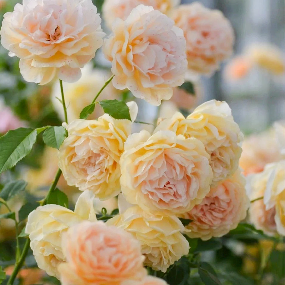 La Belle Peau Japanese Florist Shrub Rose