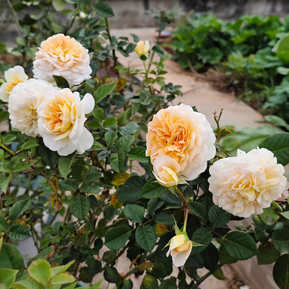 La Belle Peau Japanese Florist Shrub Rose