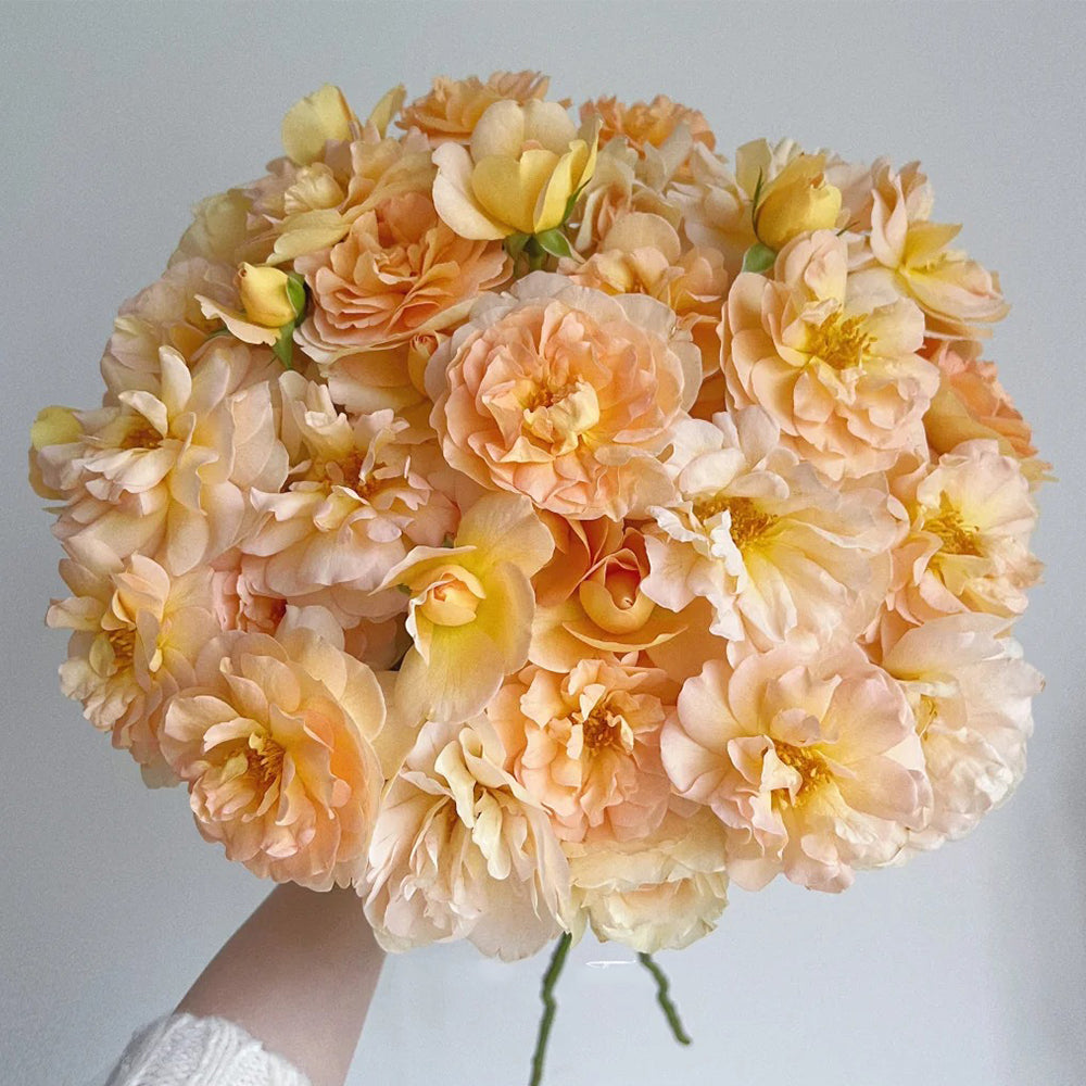 La Belle Peau Japanese Florist Shrub Rose