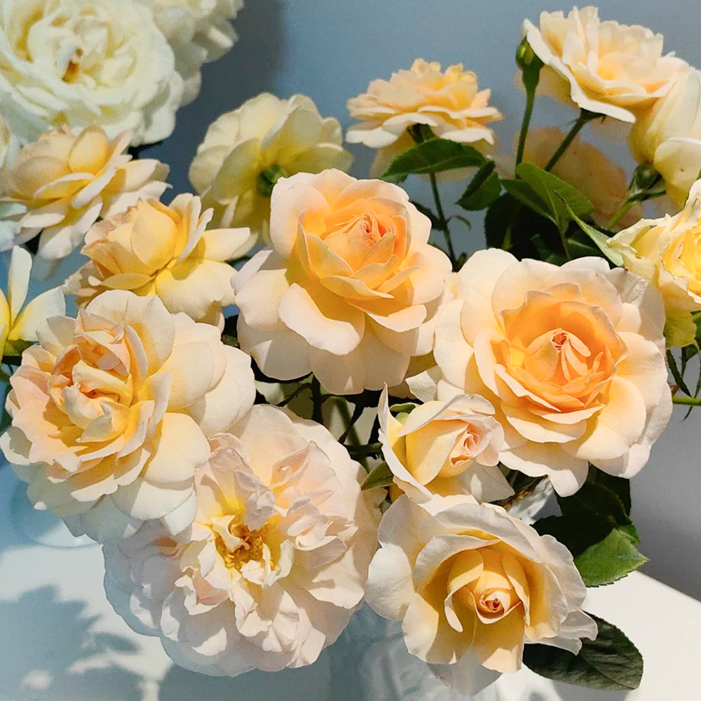 La Belle Peau Japanese Florist Shrub Rose