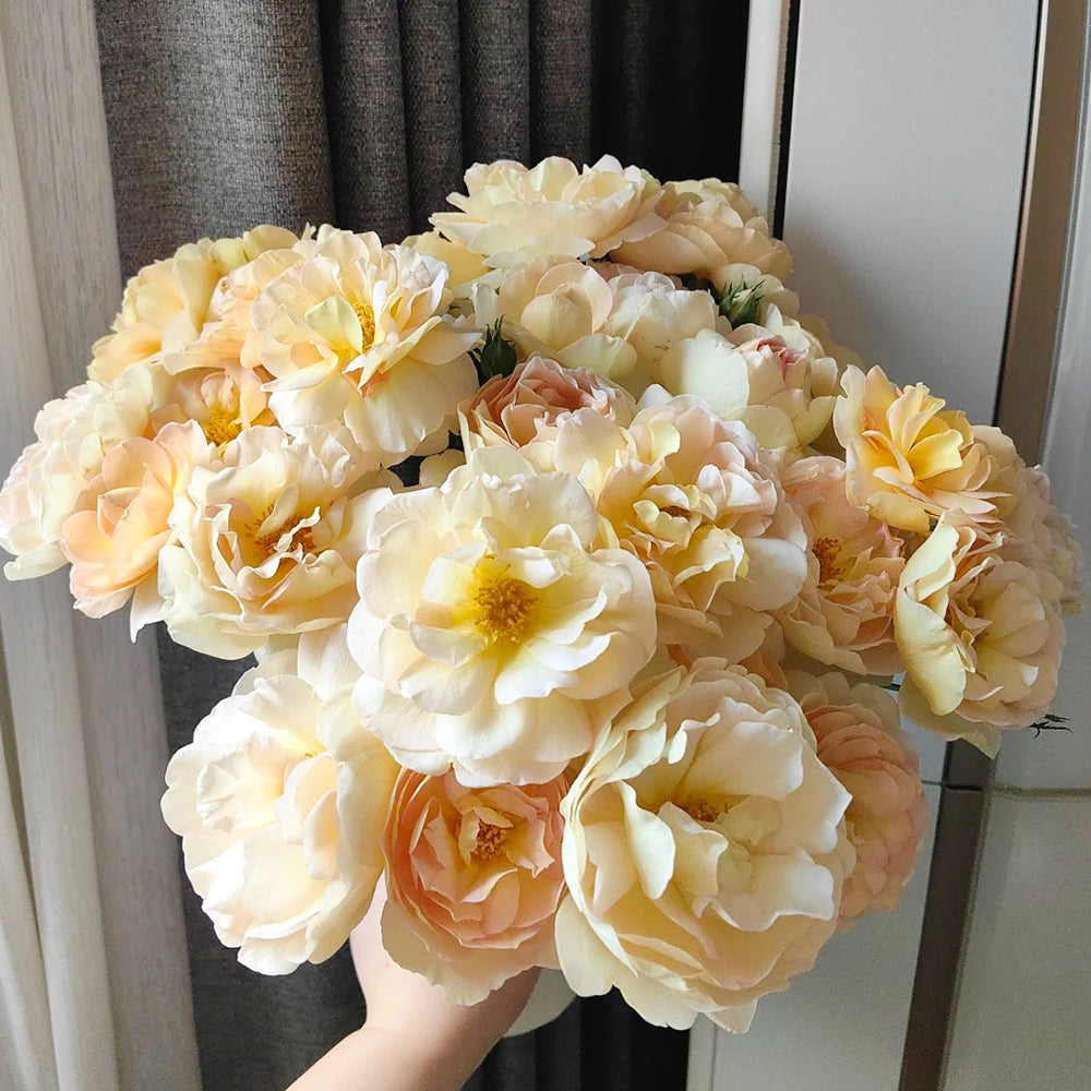 La Belle Peau Japanese Florist Shrub Rose