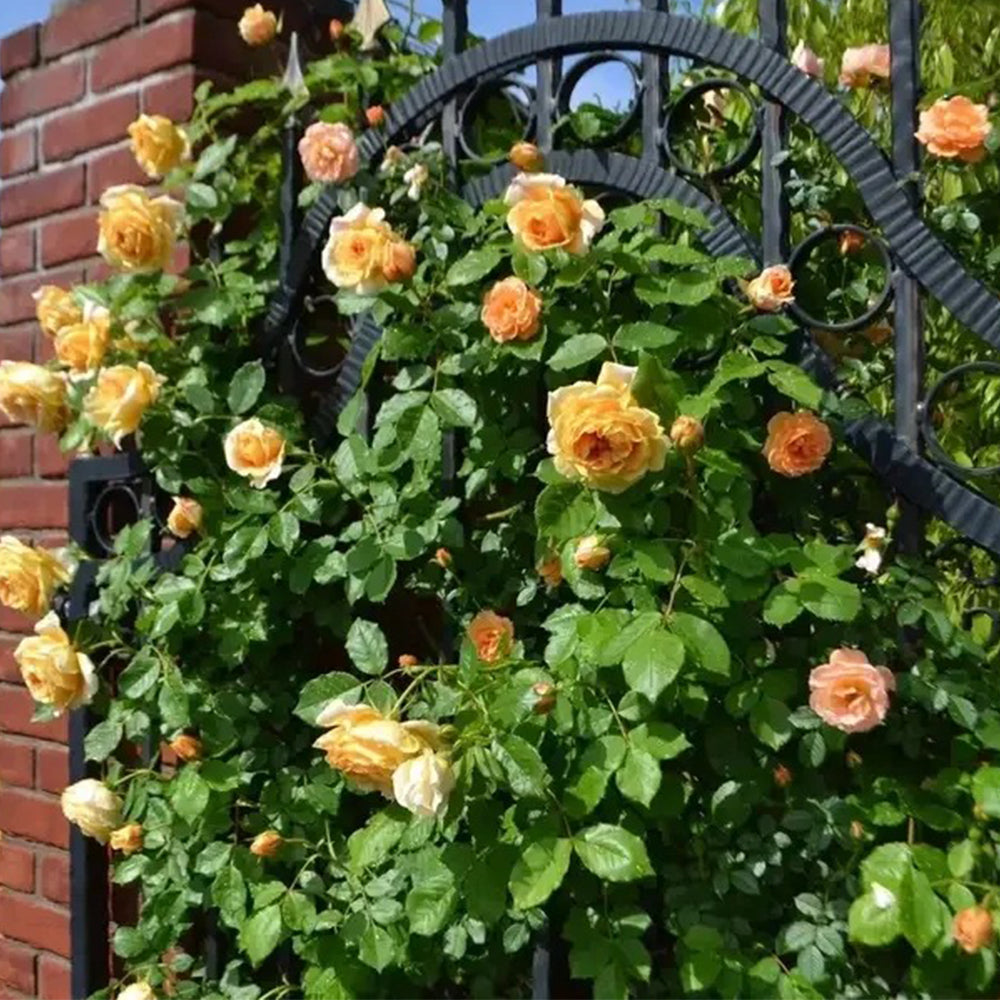 La Belle Peau Japanese Florist Shrub Rose