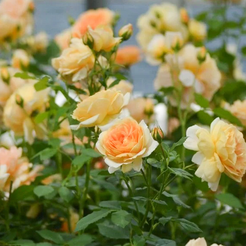 La Belle Peau Japanese Florist Shrub Rose