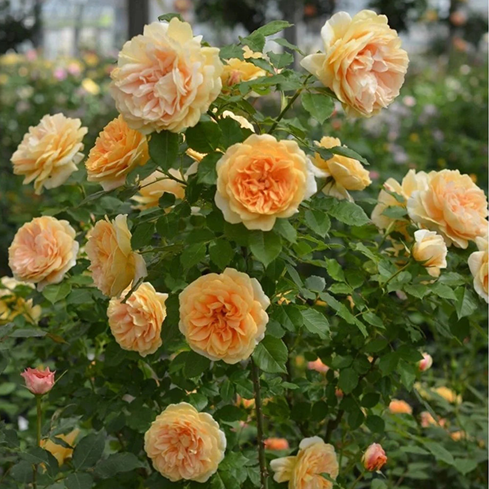 La Belle Peau Japanese Florist Shrub Rose
