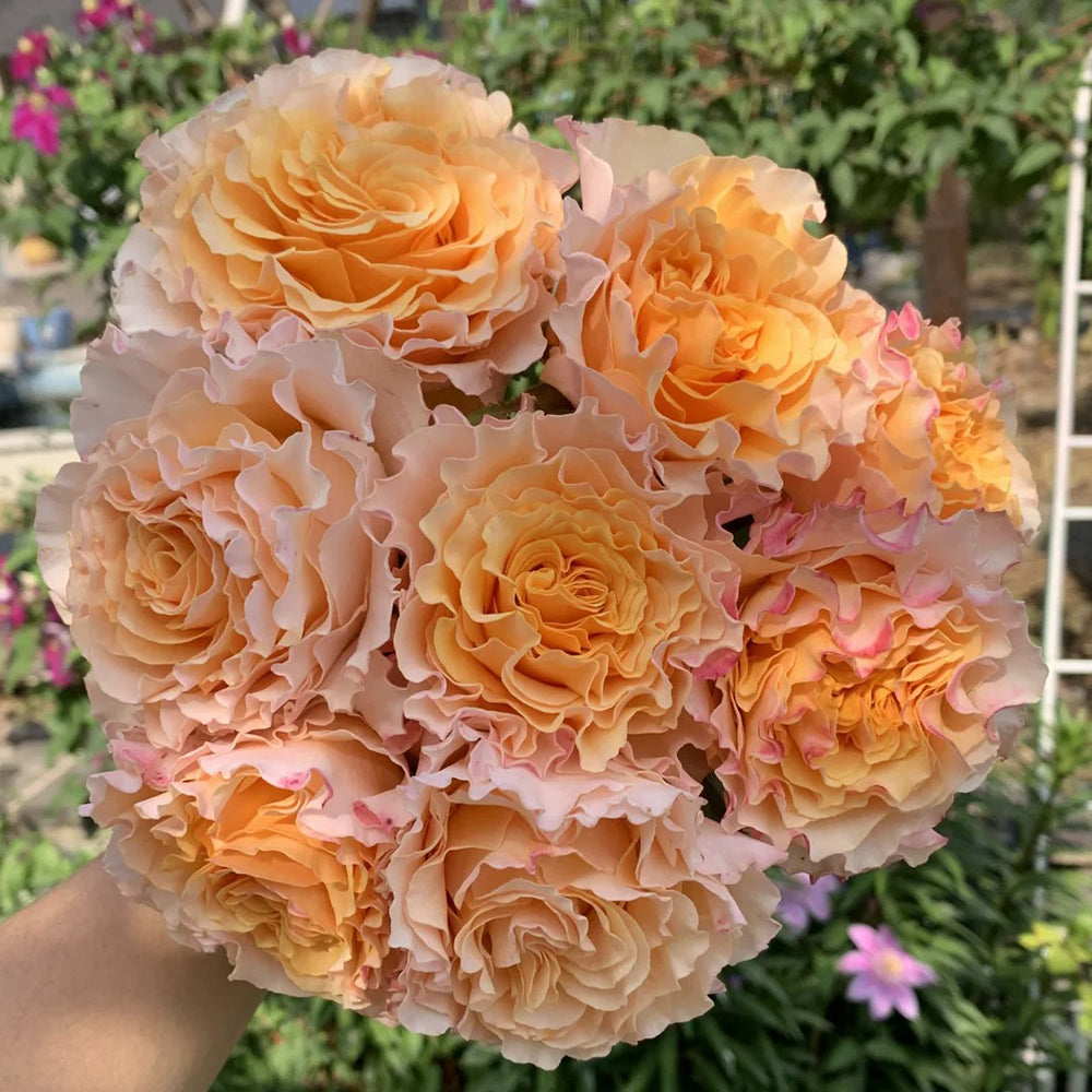 La Campanella Japanese Florist Shrub Rose