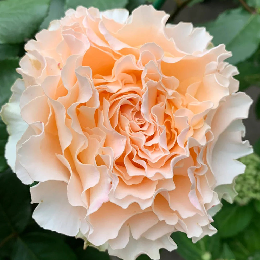 La Campanella Japanese Florist Shrub Rose